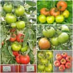 Ντομάτα ''Omega'' F1 Beefsteak
