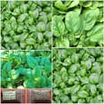 Σπανάκι Baby Leaf ''Asta'' F1