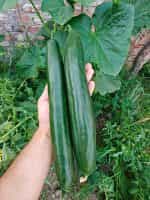 Αγγούρι ''Green Baboo'' F1 Μακρύ - Image 3