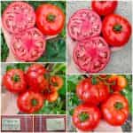 Ντομάτα ''Ekstasis'' F1