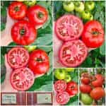 Ντομάτα ''Elpida'' F1