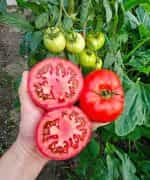 Ντομάτα ''Elpida'' F1 - Image 2