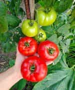 Ντομάτα ''Elpida'' F1 - Image 4