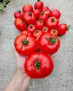 Ντομάτα ''Elpida'' F1 - Image 5