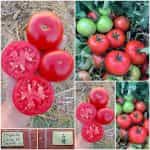 Ντομάτα ''Ebia'' F1 Αυτοκλαδευόμενη Χαμηλή