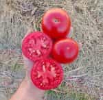 Ντομάτα ''Ebia'' F1 Αυτοκλαδευόμενη Χαμηλή - Image 2