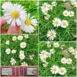 Μαργαρίτα του Κάμπου