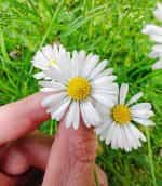 Μαργαρίτα του Κάμπου - Image 2