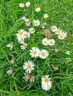 Μαργαρίτα του Κάμπου - Image 3