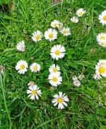 Μαργαρίτα του Κάμπου - Image 4