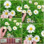 Μαργαρίτα Άγρια