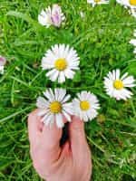 Μαργαρίτα Άγρια - Image 2