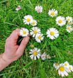 Μαργαρίτα Άγρια - Image 3