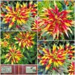 Αμάρανθος - Βλίτο Φωτιά ''Perfecta''