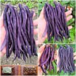 Φασολάκι ''Purple Podded'' Μωβ Σκαλωτό