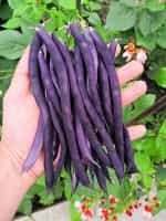 Φασολάκι ''Purple Podded'' Μωβ Σκαλωτό - Image 2