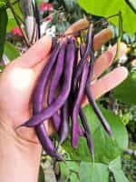 Φασολάκι ''Purple Podded'' Μωβ Σκαλωτό - Image 3