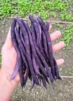 Φασολάκι ''Purple Podded'' Μωβ Σκαλωτό - Image 4