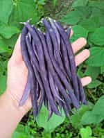 Φασολάκι ''Purple Podded'' Μωβ Σκαλωτό - Image 5