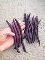 Φασολάκι ''Purple Podded'' Μωβ Σκαλωτό - Image 6