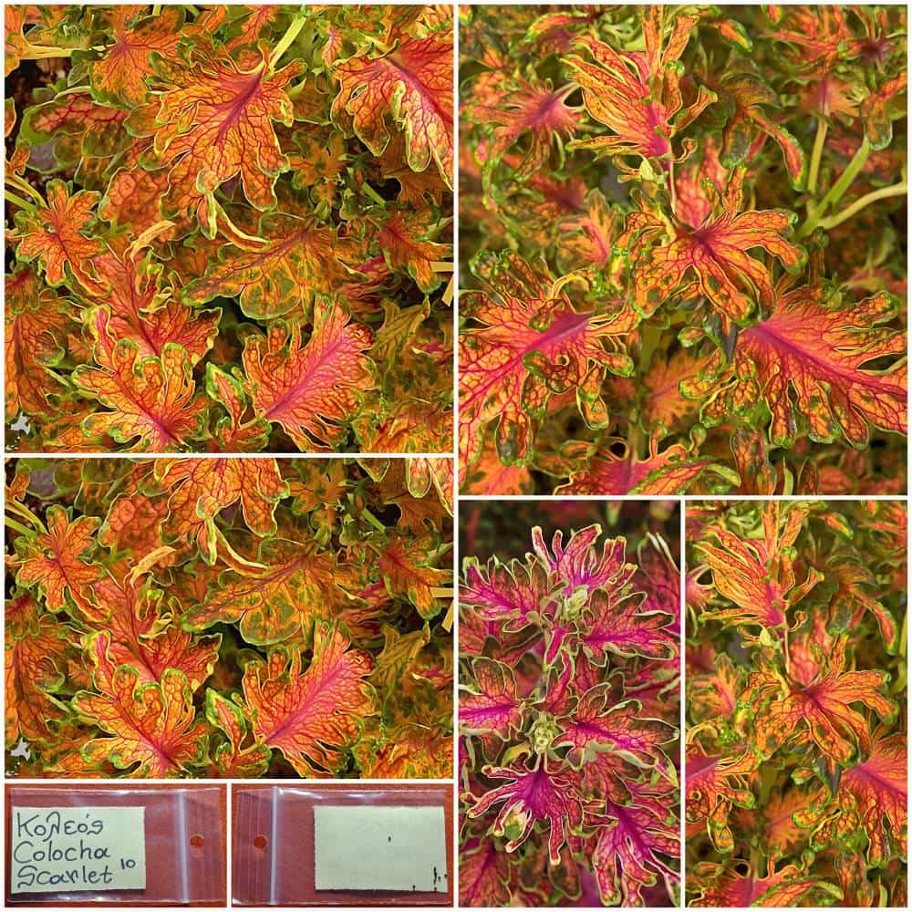 882 Κολεός ''Colocha Scarlet'' - Image 1
