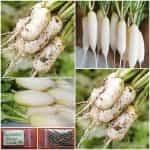Ραπανάκι Άσπρο ''Leda''