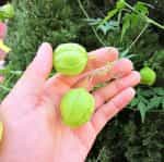 Καρδιόσπερμο ''Balloon Vine'' - Image 2