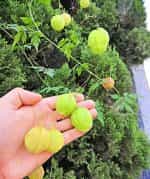 Καρδιόσπερμο ''Balloon Vine'' - Image 3