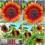 Hλίανθος Πορτοκαλί ''Arancio''