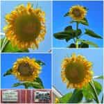 Ηλίανθος Γίγας Καλλωπιστικός