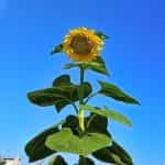 Ηλίανθος Γίγας Καλλωπιστικός - Image 2