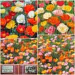 Παπαρούνα ''Eschscholzia'' Μιξ