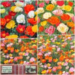 Παπαρούνα ''Eschscholzia'' Μιξ Παραδοσιακή