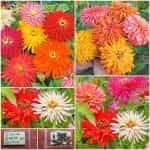 Ζίννια ''Giant Cactus'' Μιξ