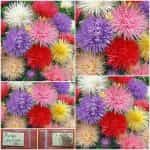 Άστρο ''Unicum''