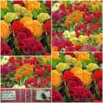 Σελόζια ''Λειρί του Κόκορα'' Μιξ