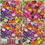 Αναρριχώμενα Λουλούδια Μιξ