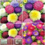 Άστρο ''Pompon''