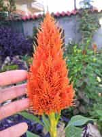 Σελόζια Φωτιά ''Plumosa'' - Image 2