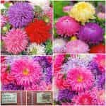 Άστρο ''Giants of California''