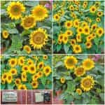 Ηλίανθος Νάνος Γλάστρας ''Da Vaso''