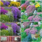 Λουλούδια Βραχόκηπου Μιξ