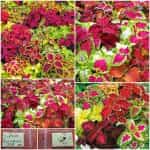 Κολεός ''Rainbow'' Μιξ