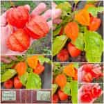 Φυσαλίδα Πορτοκαλί