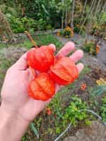 Φυσαλίδα Πορτοκαλί - Image 2