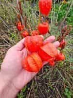 Φυσαλίδα Πορτοκαλί - Image 5