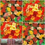 Καπουτσίνος Πολύχρωμος Νάνος Μιξ