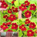 Καπουτσίνος ''Empress of India'' Νάνος