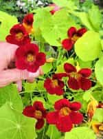 Καπουτσίνος ''Empress of India'' Νάνος - Image 2