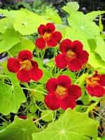 Καπουτσίνος ''Empress of India'' Νάνος - Image 3